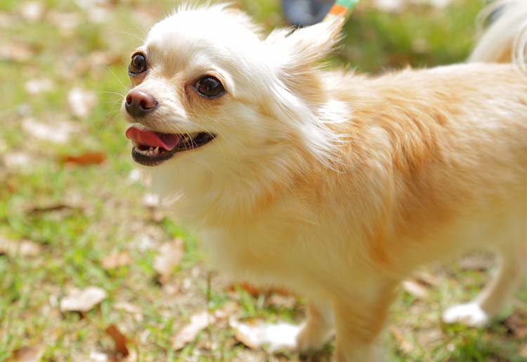 犬