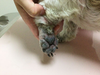 Before：手足は全体に赤黒く腫れており、肉球の間に隙間がなく正常な発毛も認められない状態